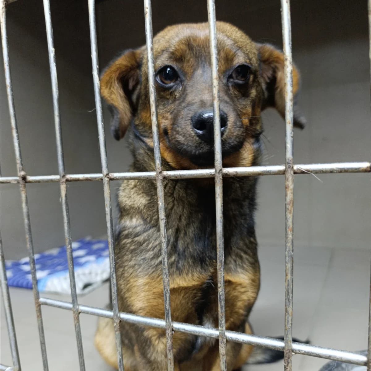 Chornichka-028 (Чорничка-028), female young mixed breed for adoption at LKP Lev Lviv, Lviv