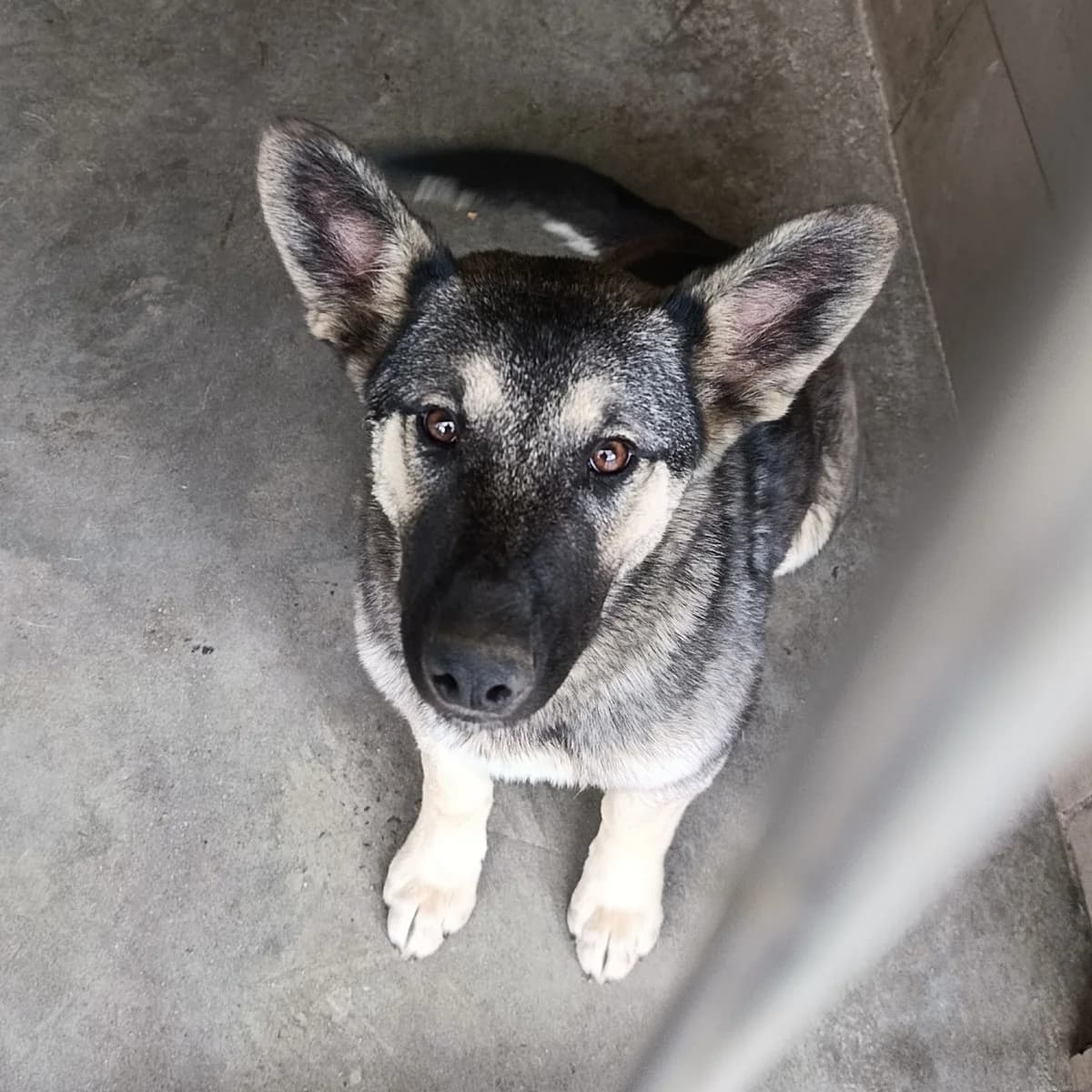 Sakura-001 (Сакура-001), female young mixed breed for adoption at LKP Lev Lviv, Lviv