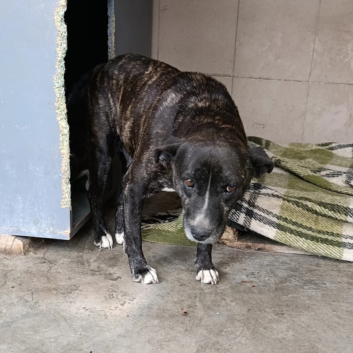 Suzu-007 (Сузу-007), male young mixed breed for adoption at LKP Lev Lviv, Lviv