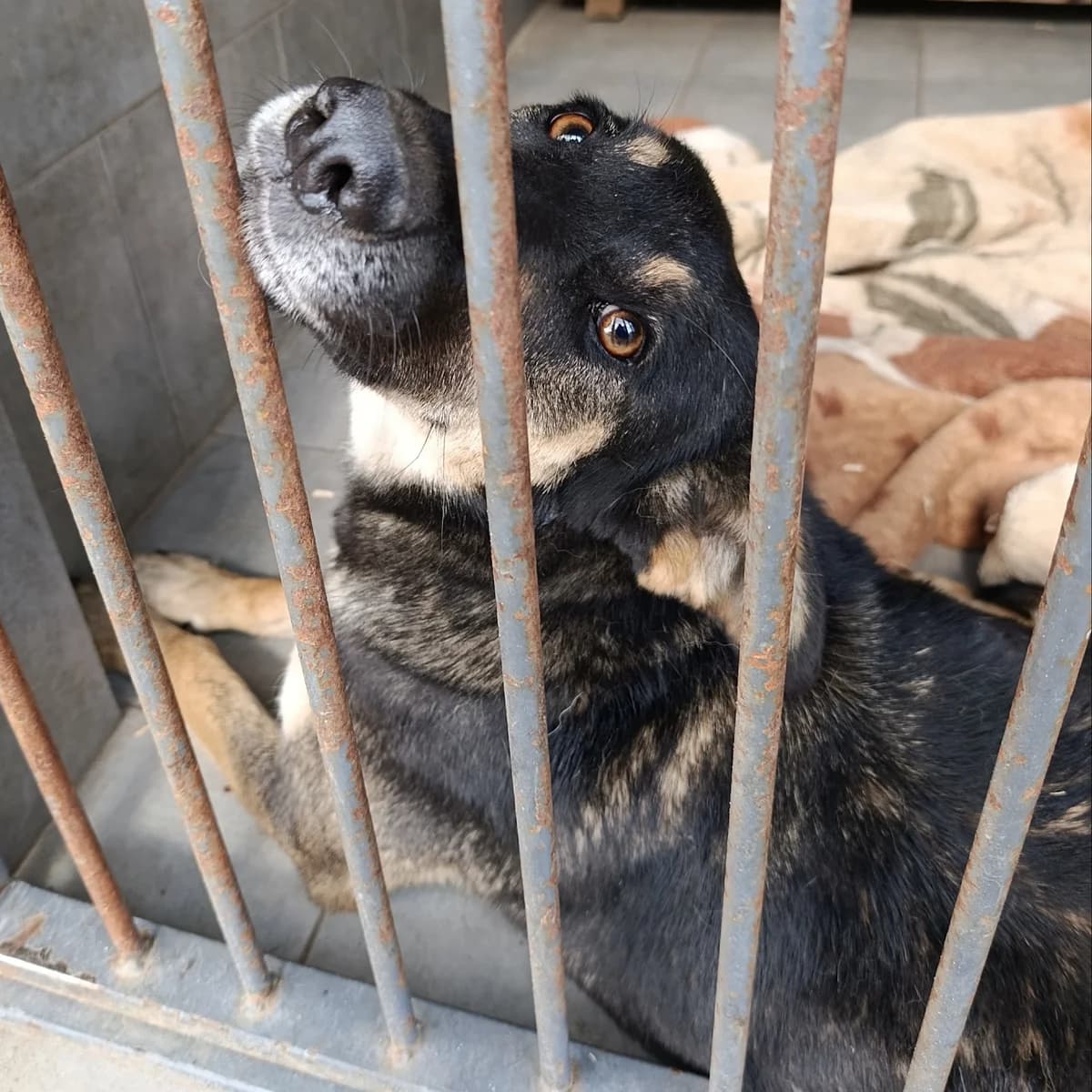 Sumi-010 (Сумі-010), female young mixed breed for adoption at LKP Lev Lviv, Lviv