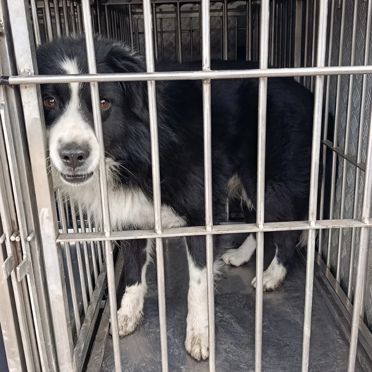 Puchchi-030 (Пуччі-030), male 5yo mixed breed for adoption at LKP Lev Lviv, Lviv