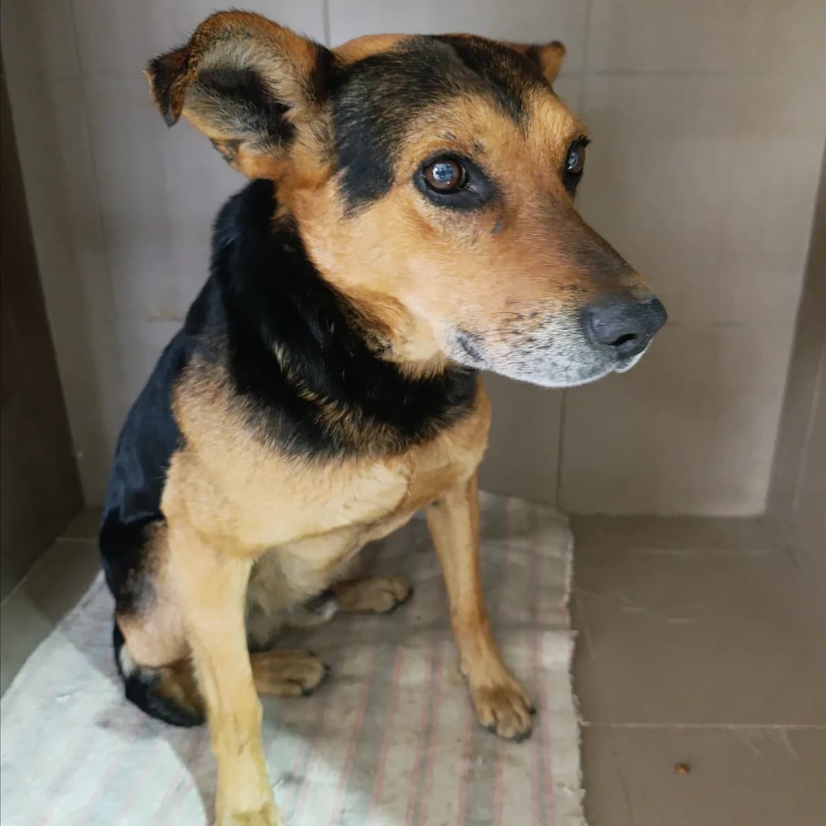 Ekler -066 (Еклер -066), male 4yo mixed breed for adoption at LKP Lev Lviv, Lviv