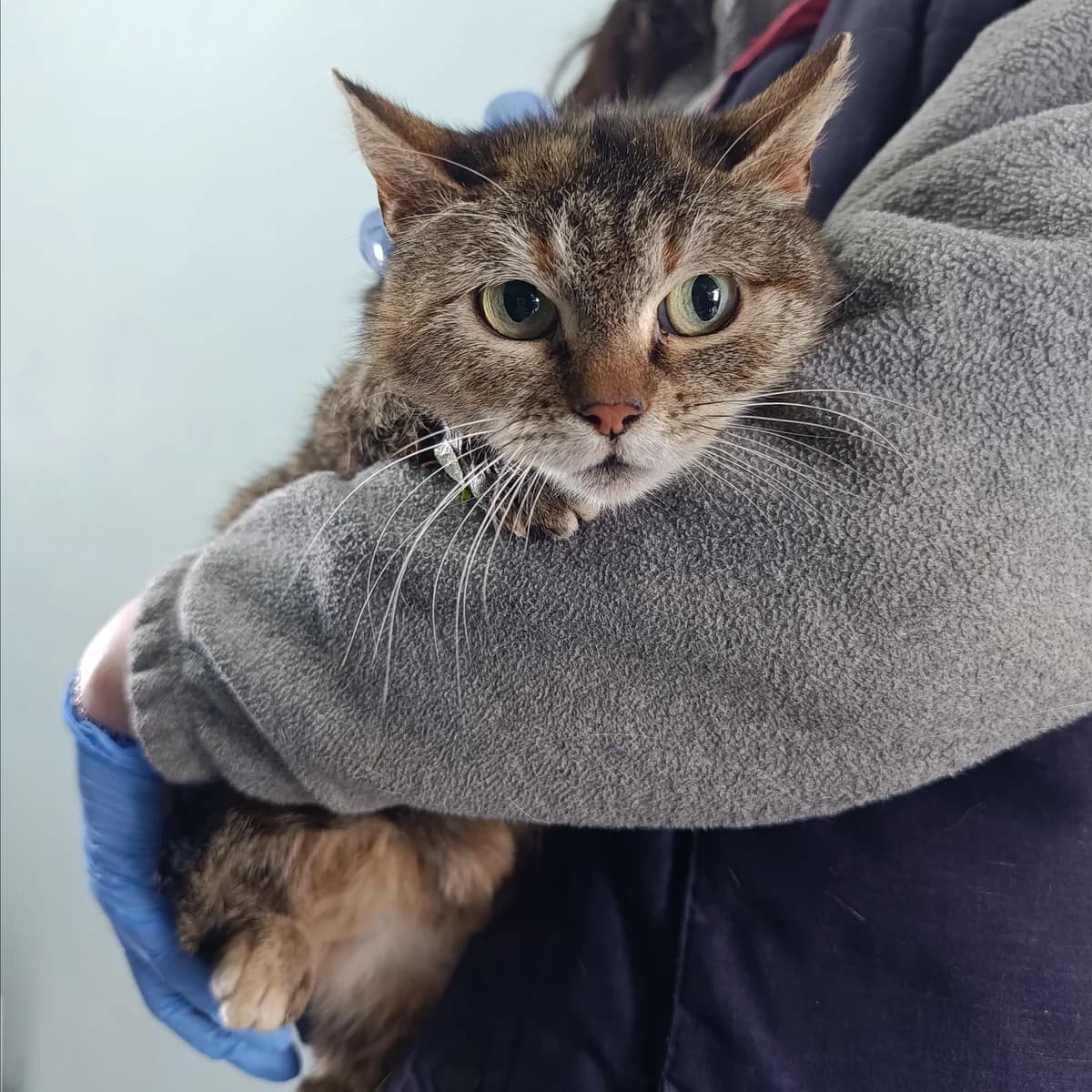 Lyulya-586 (Люля-586), female 3yo mixed breed for adoption at LKP Lev Lviv, Lviv