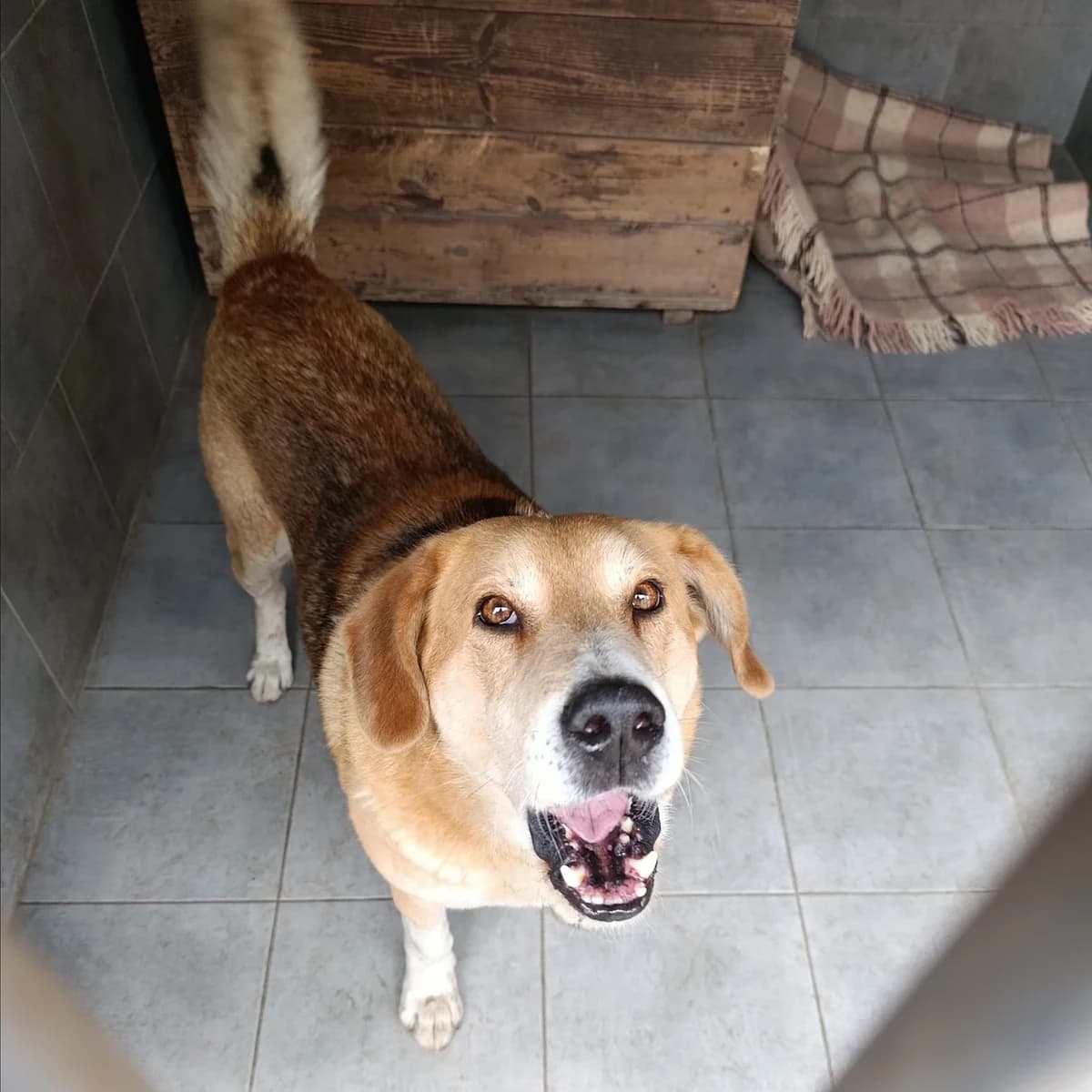 Stiv -150 (Стів -150), male 5yo mixed breed for adoption at LKP Lev Lviv, Lviv