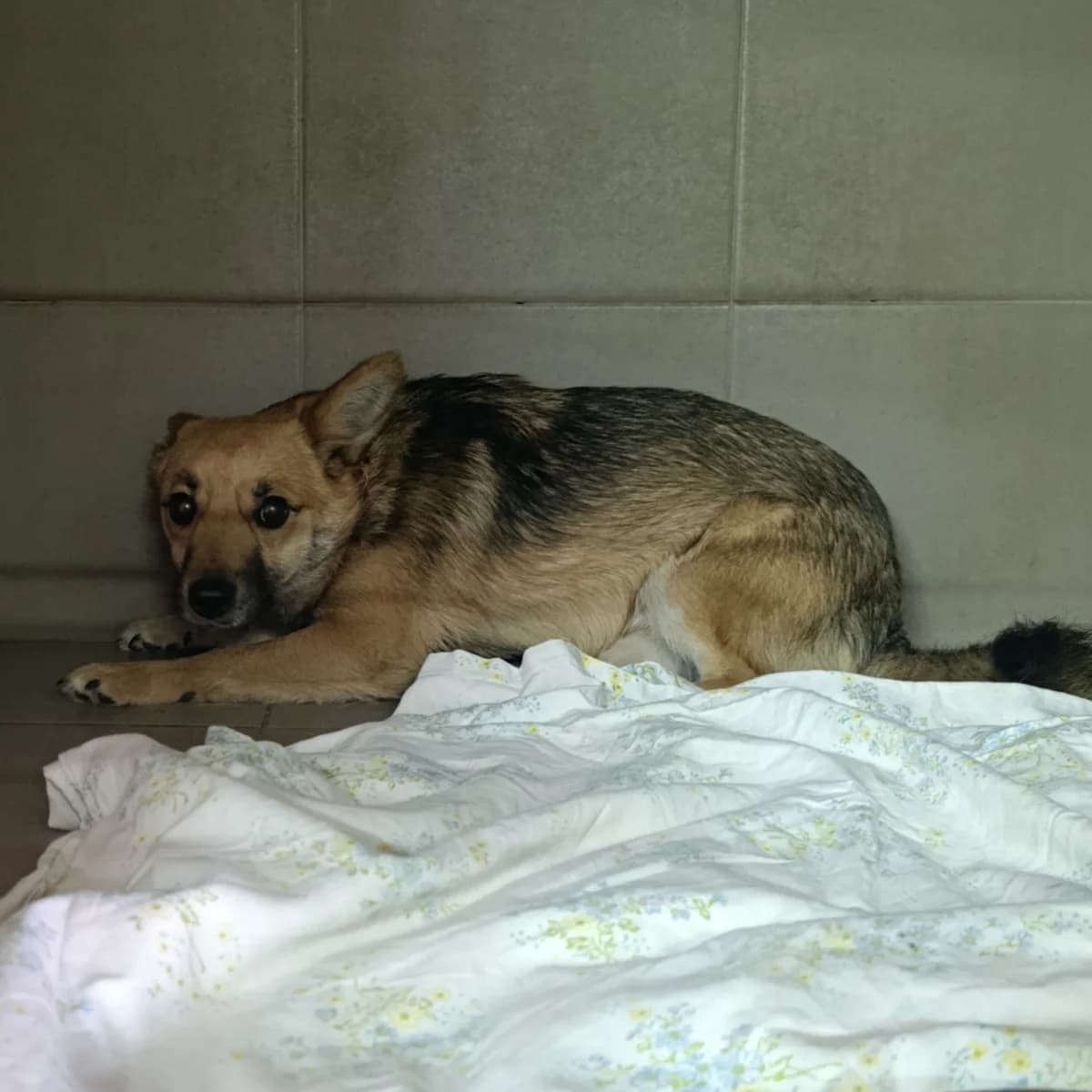 Baychik-401 (Байчик-401), male young mixed breed for adoption at LKP Lev Lviv, Lviv