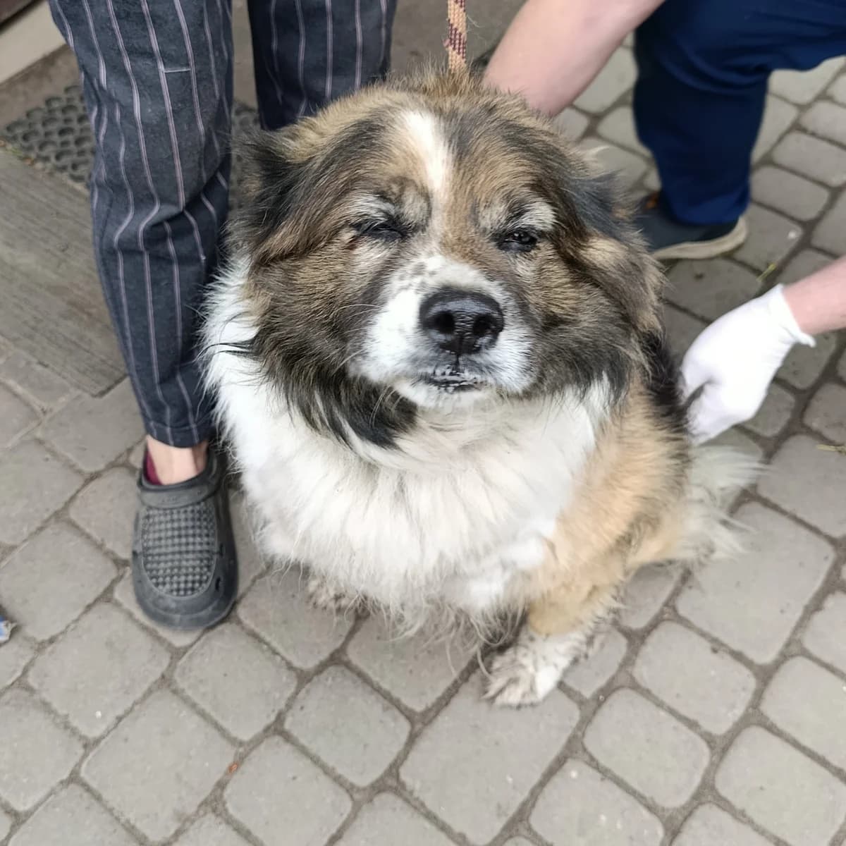 Zyabchik-123 (Зябчик-123), female 5yo mixed breed for adoption at LKP Lev Lviv, Lviv
