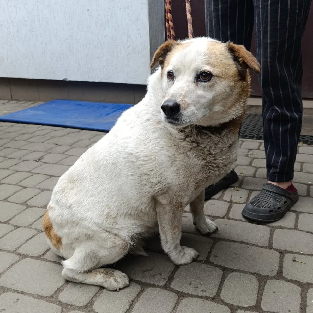 Tikha -789 (Тиха -789), female 4yo mixed breed for adoption at LKP Lev Lviv, Lviv