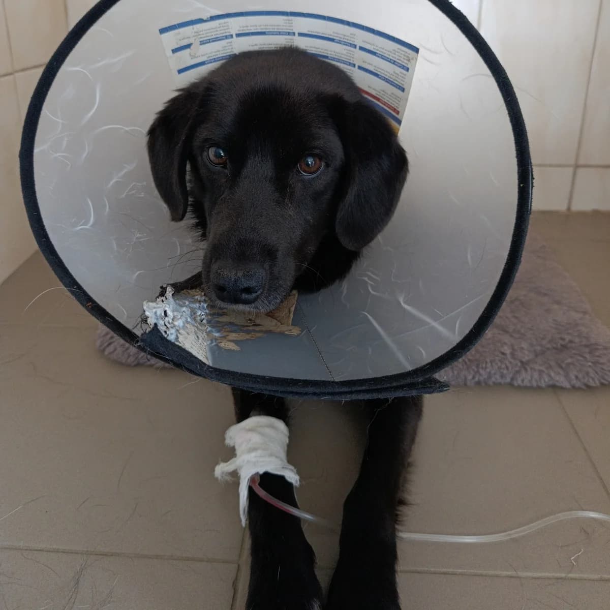Kurt-007 (Курт-007), male 4yo mixed breed for adoption at LKP Lev Lviv, Lviv