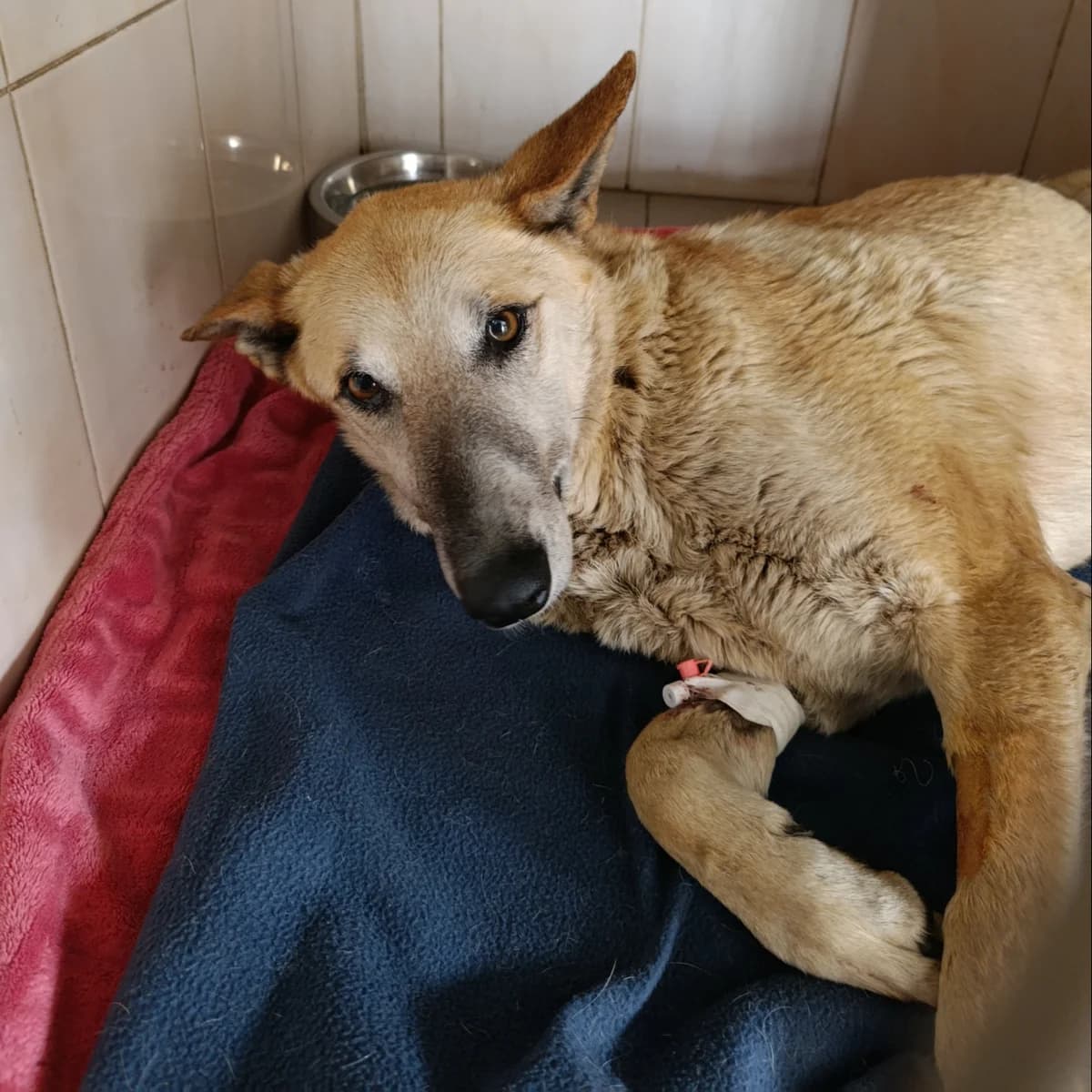 Ayvori-005 (Айворі-005), female 5yo mixed breed for adoption at LKP Lev Lviv, Lviv