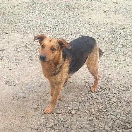 Nikel-120 (Нікель-120), male 4yo mixed breed for adoption at LKP Lev Lviv, Lviv