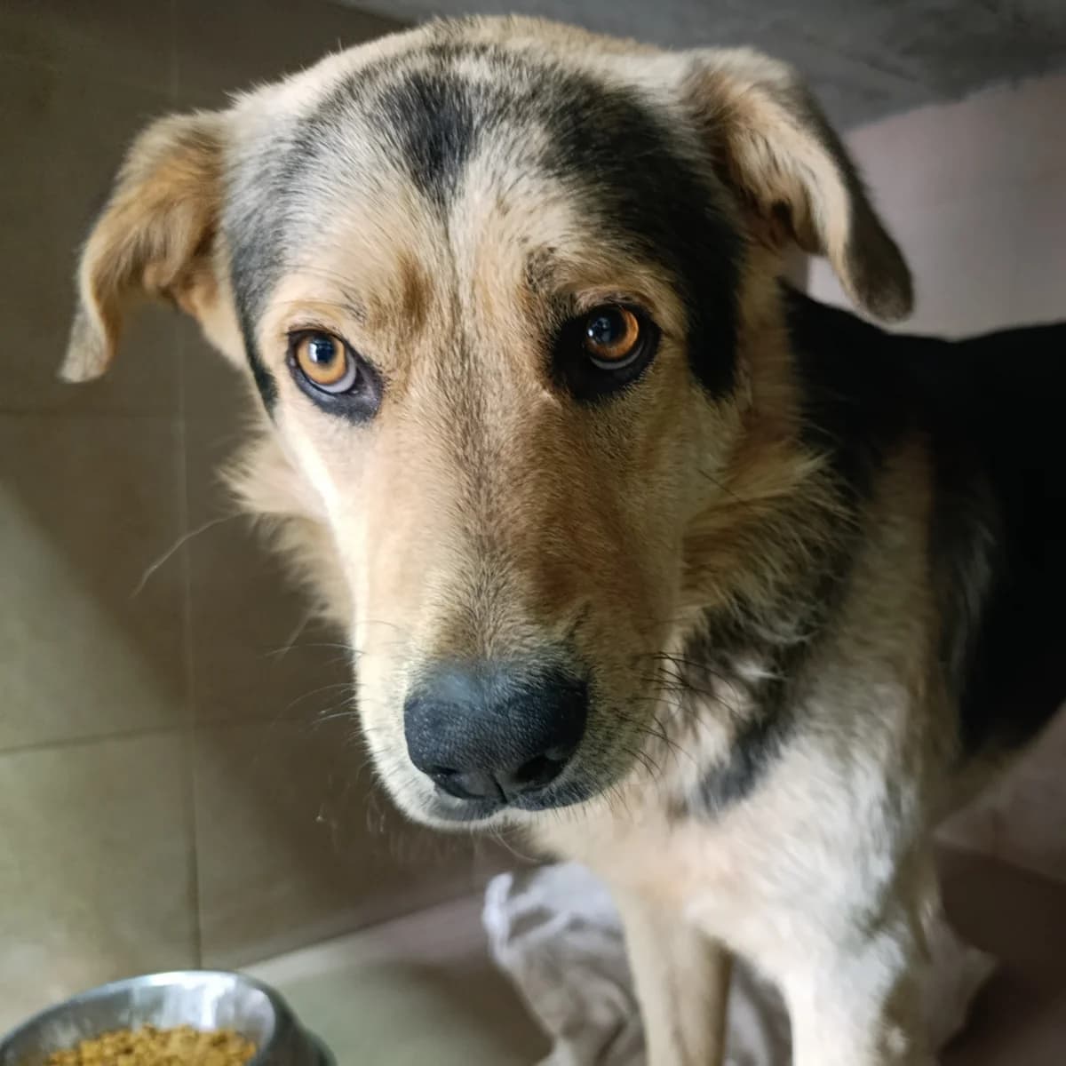 Markus-020 (Маркус-020), male 5yo mixed breed for adoption at LKP Lev Lviv, Lviv