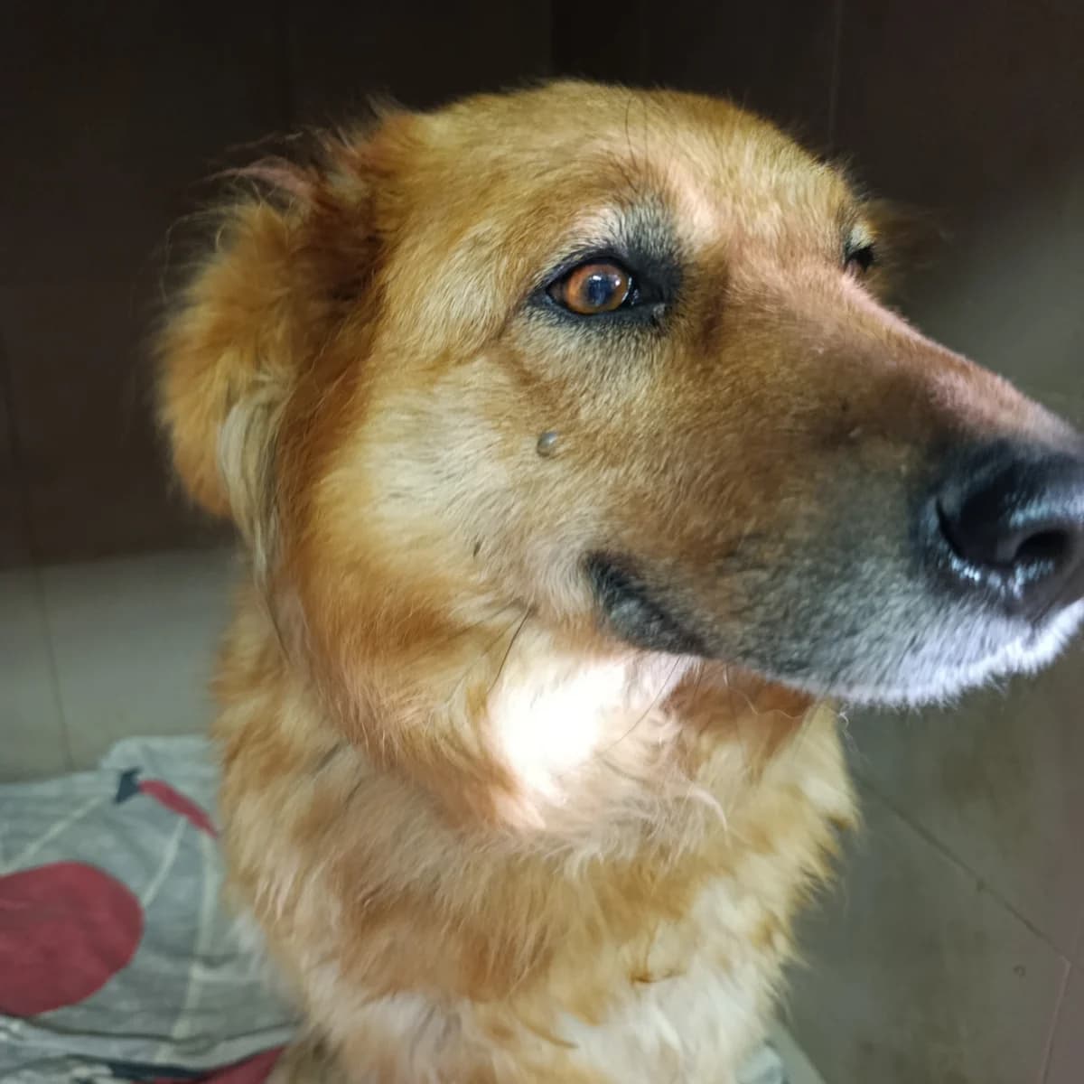 Kimchi-019 (Кімчі-019), female 5yo mixed breed for adoption at LKP Lev Lviv, Lviv