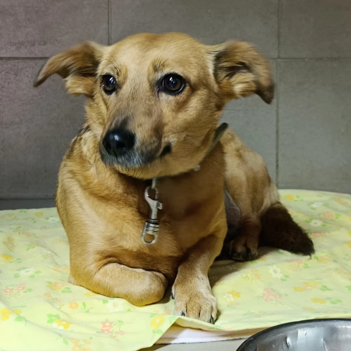 Rizhulya-018 (Рижуля-018), female 4yo mixed breed for adoption at LKP Lev Lviv, Lviv
