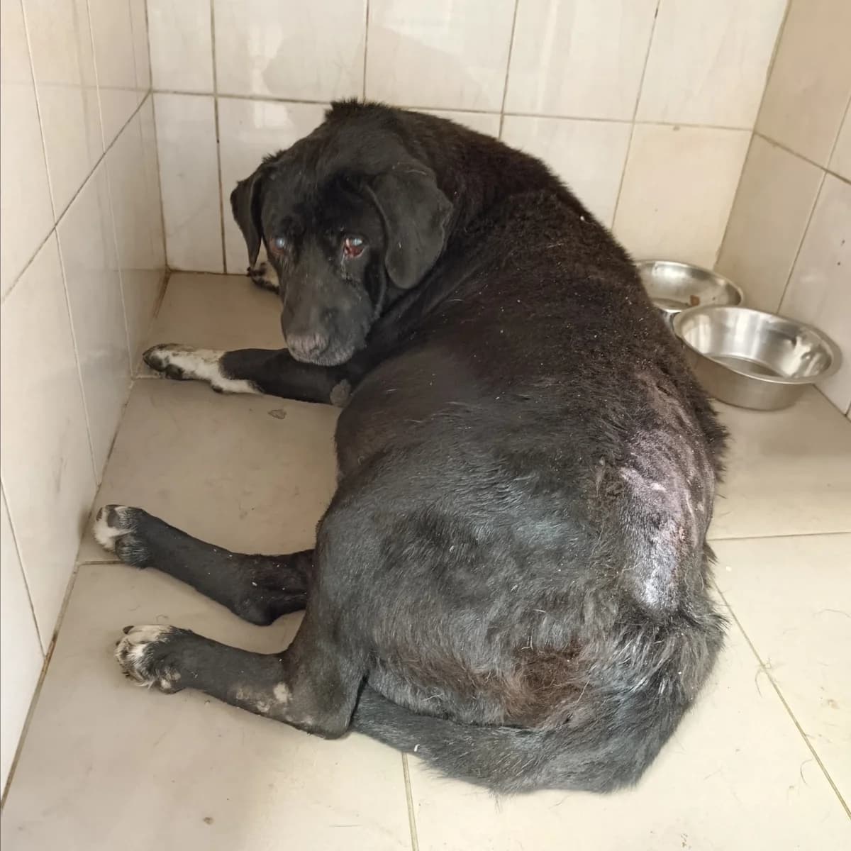 Chaplin (Vasya)-007 (Чаплін (Вася)-007), male senior mixed breed for adoption at LKP Lev Lviv, Lviv