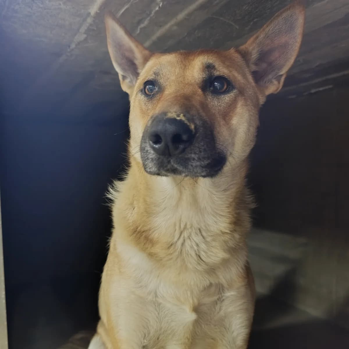 Velma-111 (Вельма-111), female 3yo mixed breed for adoption at LKP Lev Lviv, Lviv
