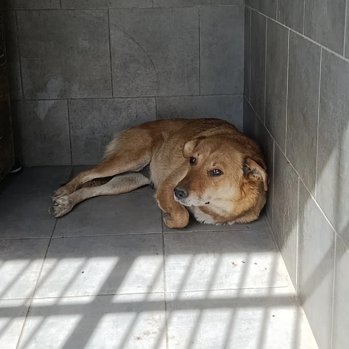 Dzhidzhi-112 (Джіджі-112), female 3yo mixed breed for adoption at LKP Lev Lviv, Lviv