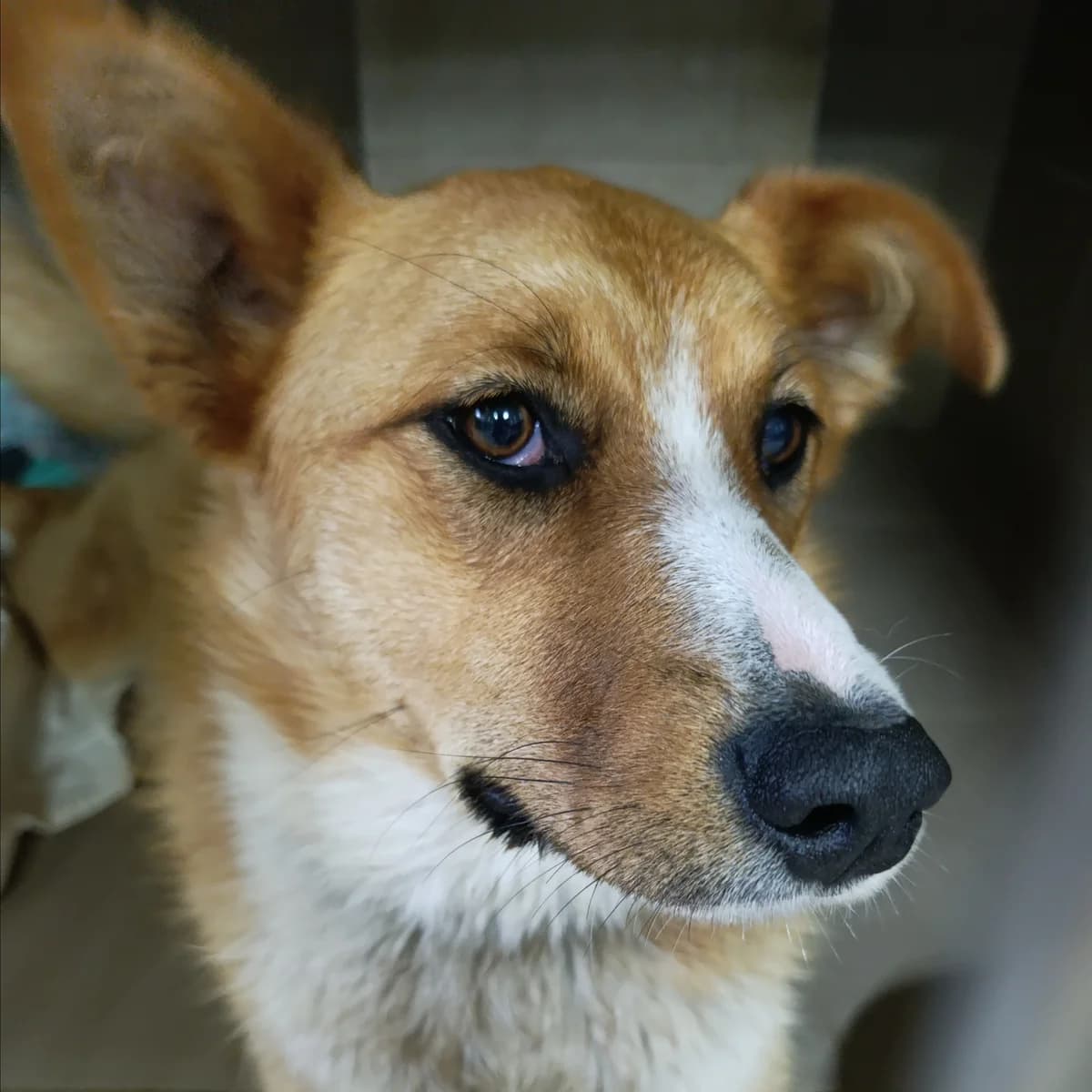 Sara-026 (Сара-026), male young mixed breed for adoption at LKP Lev Lviv, Lviv