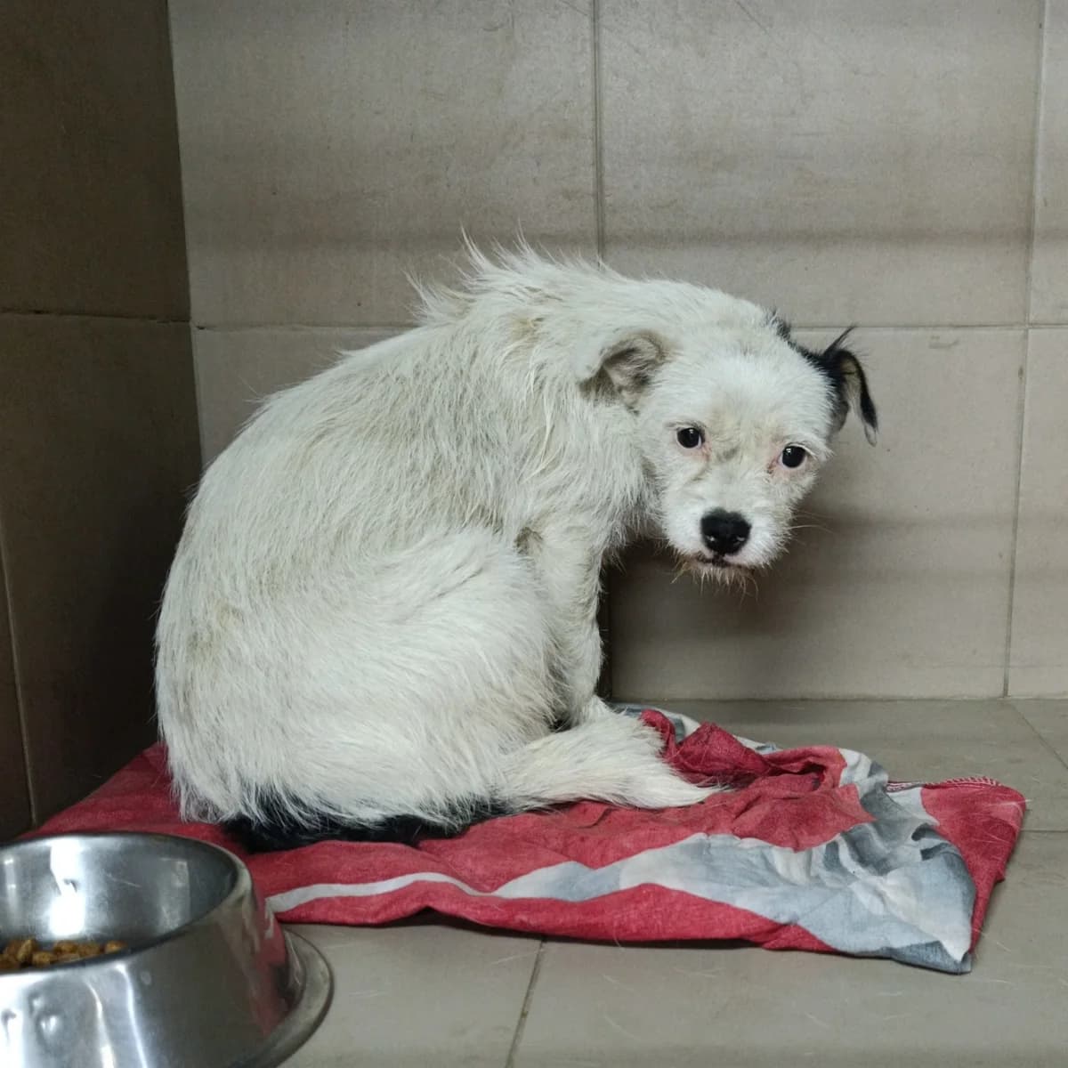 Venti-207 (Венті-207), female young mixed breed for adoption at LKP Lev Lviv, Lviv