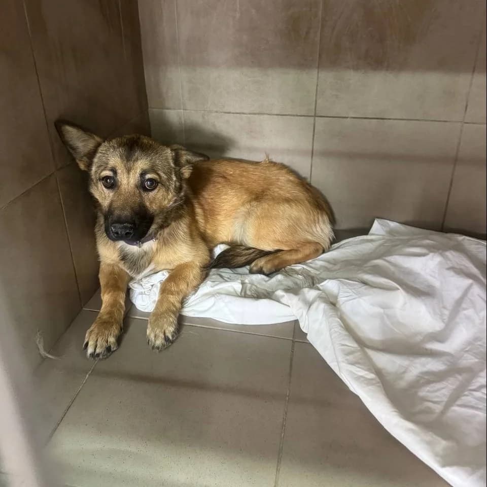Aysi-010 (Айсі-010), female young mixed breed for adoption at LKP Lev Lviv, Lviv