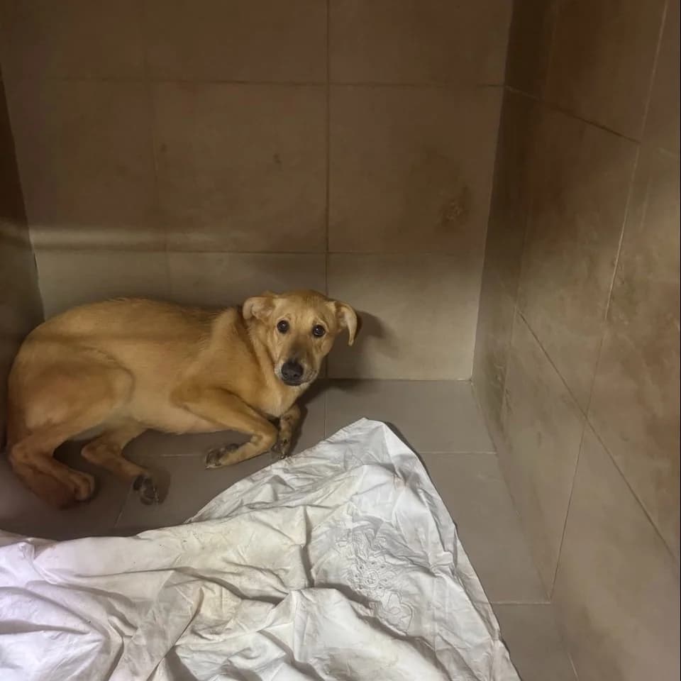 Latte-011 (Латте-011), female young mixed breed for adoption at LKP Lev Lviv, Lviv