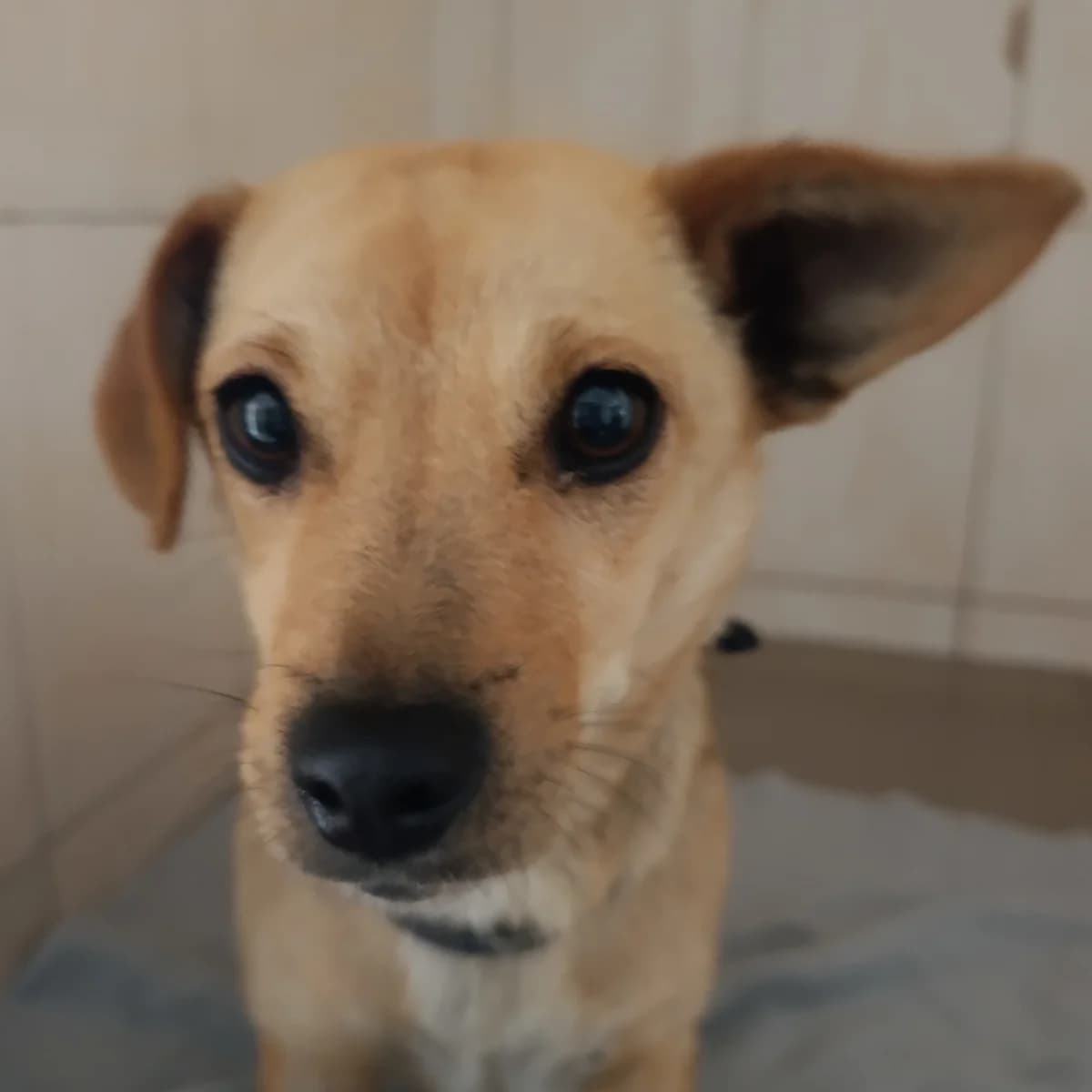 Rizhulka-123 (Рижулька-123), female young mixed breed for adoption at LKP Lev Lviv, Lviv