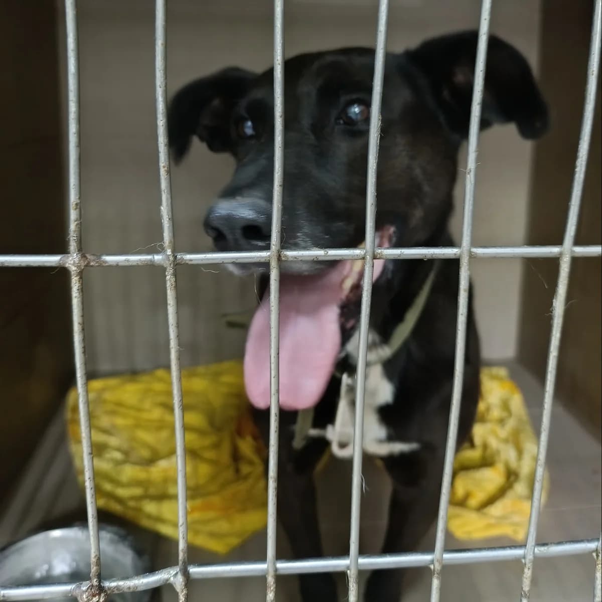 Tsezar-011 (Цезар-011), male 7yo mixed breed for adoption at LKP Lev Lviv, Lviv