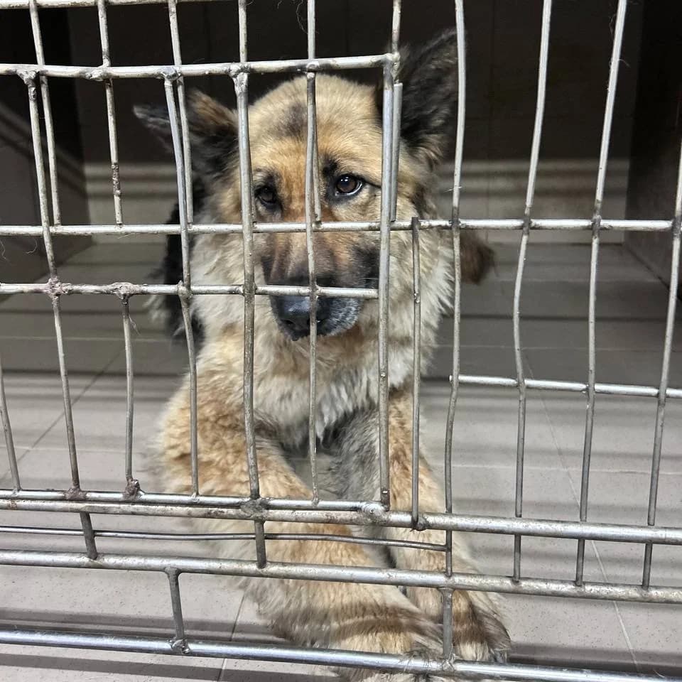 Nika-026 (Ніка-026), female 4yo mixed breed for adoption at LKP Lev Lviv, Lviv