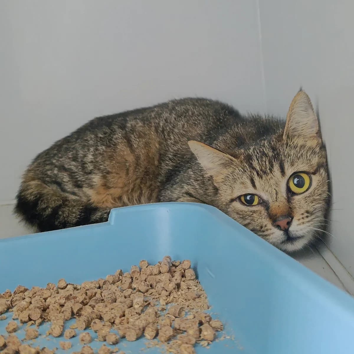 Tigrukha-766 (Тигруха-766), female young mixed breed for adoption at LKP Lev Lviv, Lviv