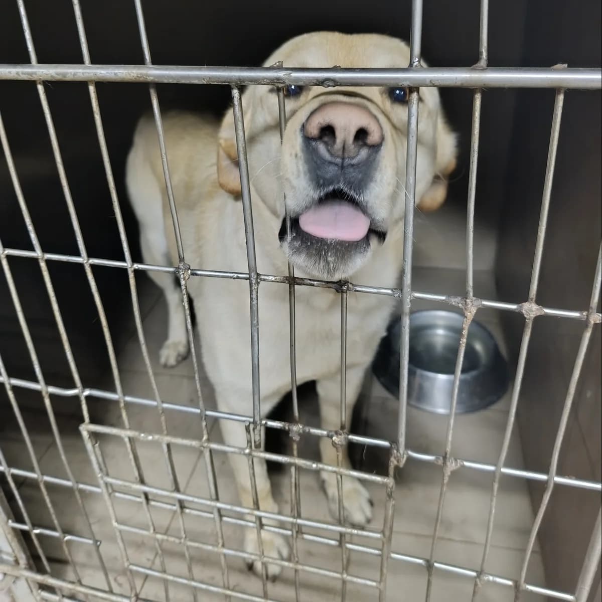 Odin-045 (Одін-045), male 5yo mixed breed for adoption at LKP Lev Lviv, Lviv