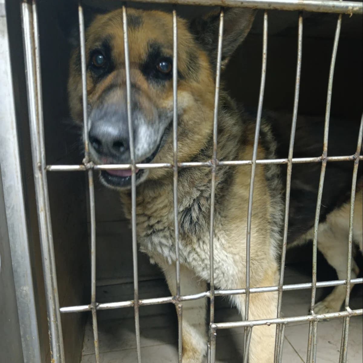 Dik-044 (Дік-044), male 6yo mixed breed for adoption at LKP Lev Lviv, Lviv