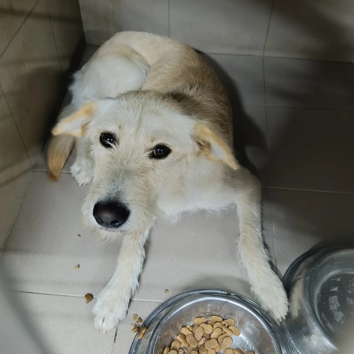 Perlinka-005 (Перлинка-005), female young mixed breed for adoption at LKP Lev Lviv, Lviv