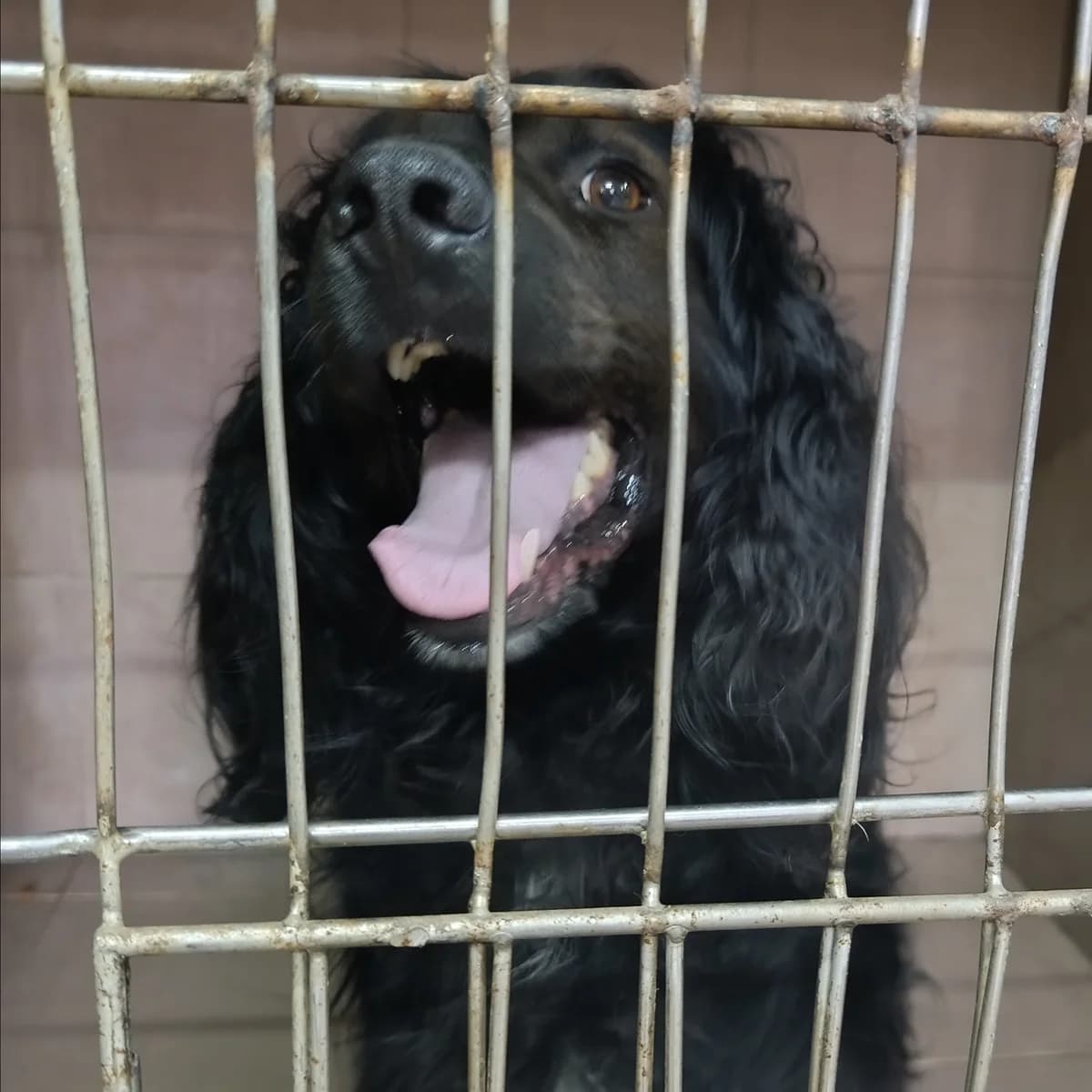 Neyton-006 (Нейтон-006), male 5yo mixed breed for adoption at LKP Lev Lviv, Lviv