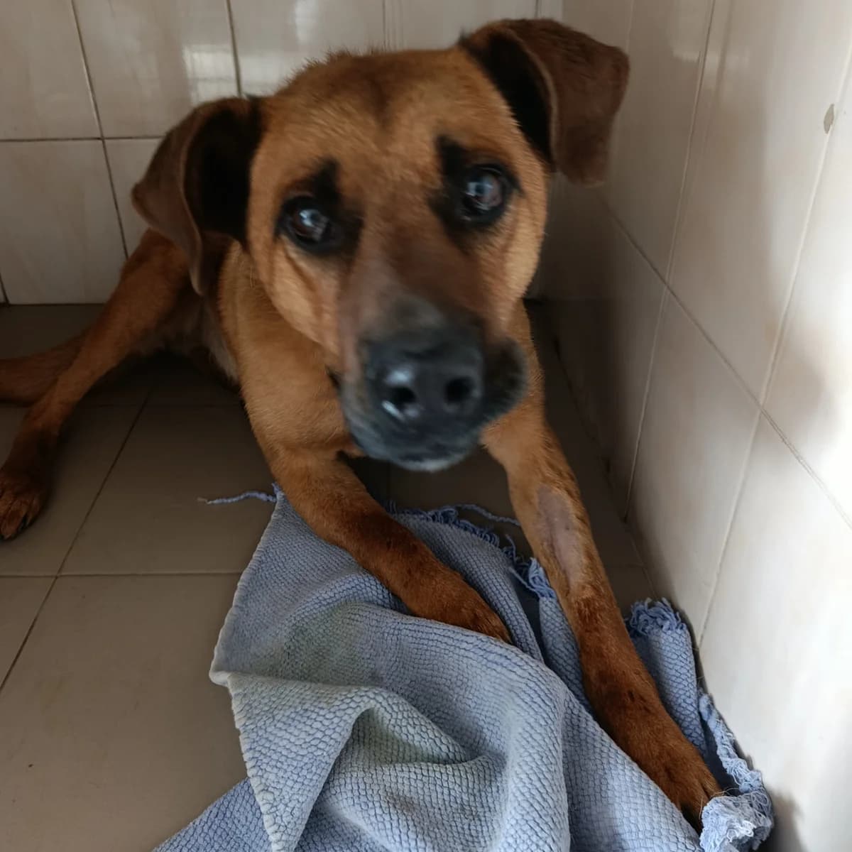 Baks-606 (Бакс-606), male 3yo mixed breed for adoption at LKP Lev Lviv, Lviv