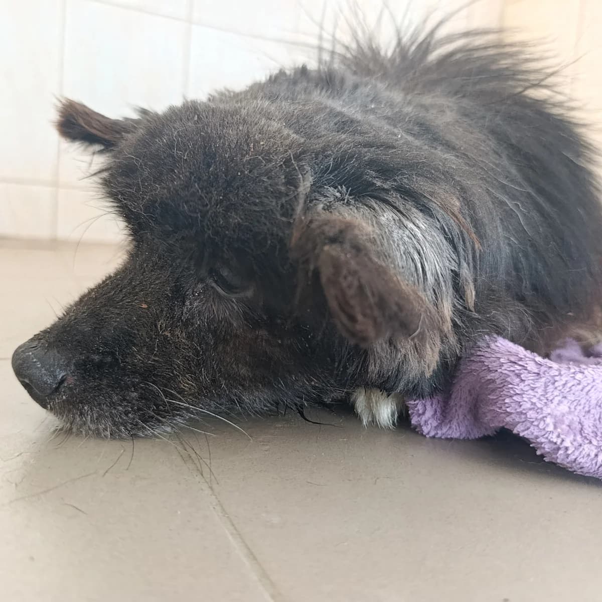 Chornish-008 (Чорниш-008), male senior mixed breed for adoption at LKP Lev Lviv, Lviv