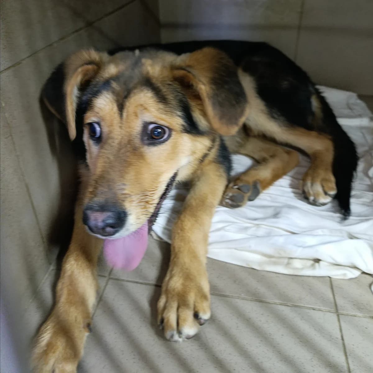 Aksel-010 (Аксель-010), male young mixed breed for adoption at LKP Lev Lviv, Lviv