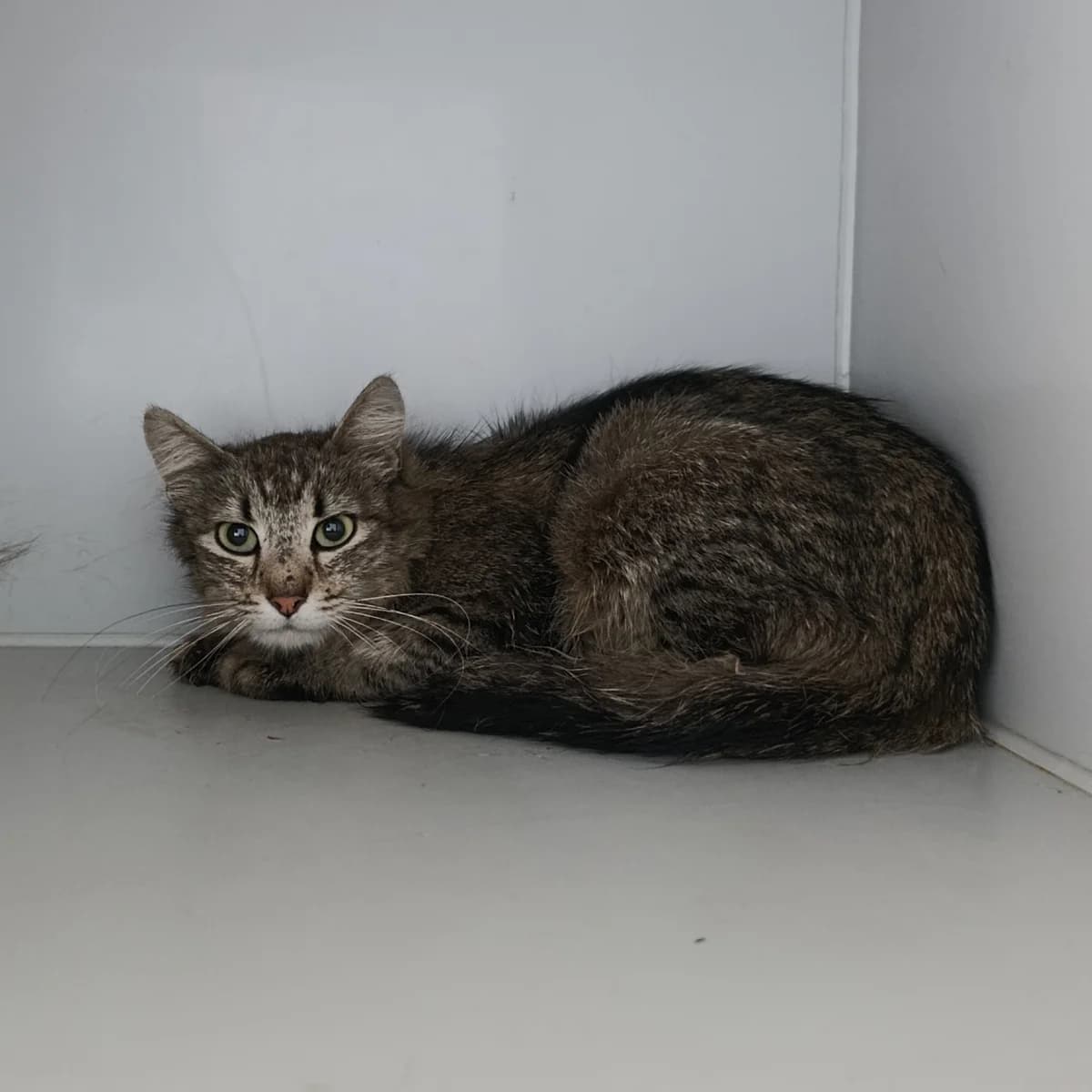 Kitti-806 (Кітті-806), male 3yo mixed breed for adoption at LKP Lev Lviv, Lviv