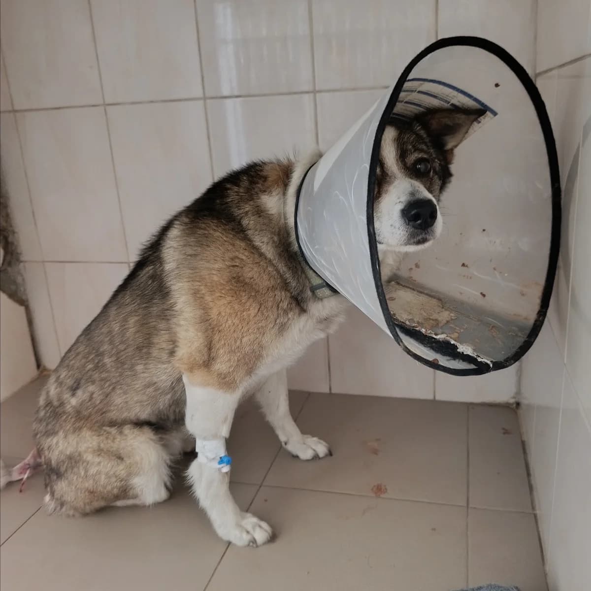 Tavriya-266 (Таврія-266), female 6yo mixed breed for adoption at LKP Lev Lviv, Lviv
