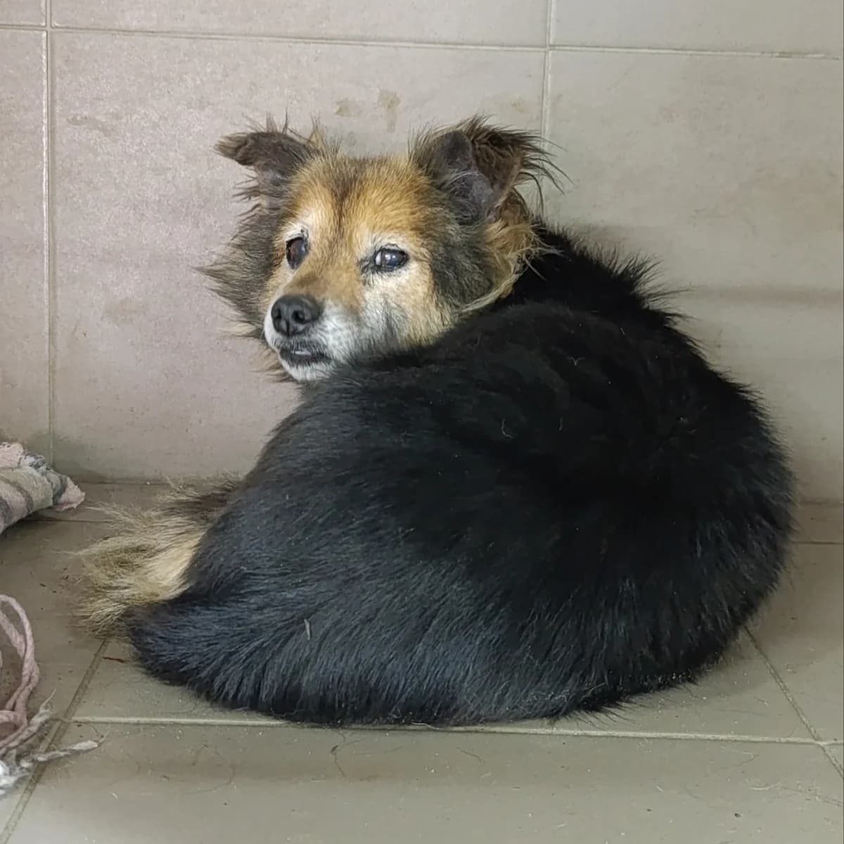 Koko-006 (Коко-006), female senior mixed breed for adoption at LKP Lev Lviv, Lviv