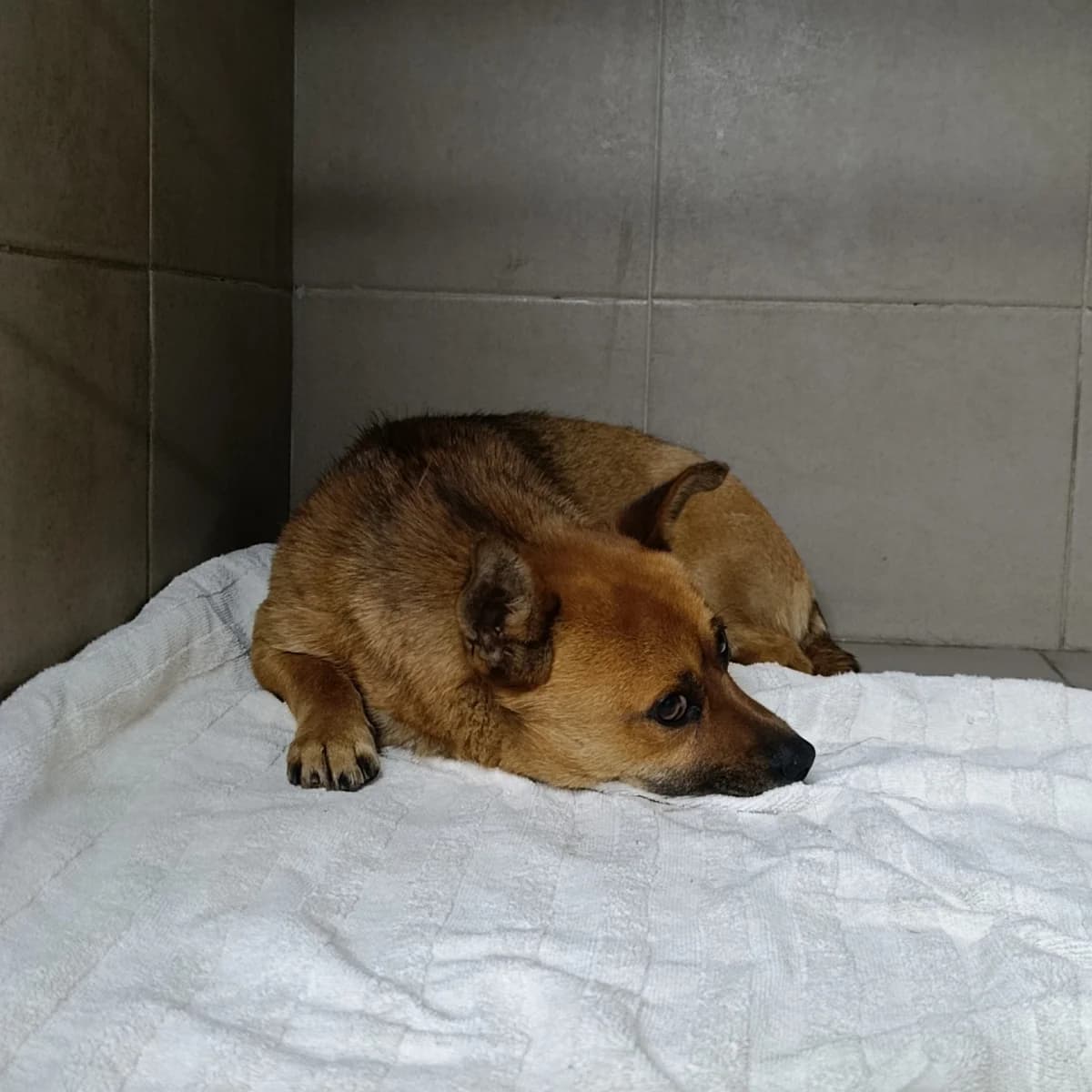 Levko-108 (Левко-108), male 3yo mixed breed for adoption at LKP Lev Lviv, Lviv
