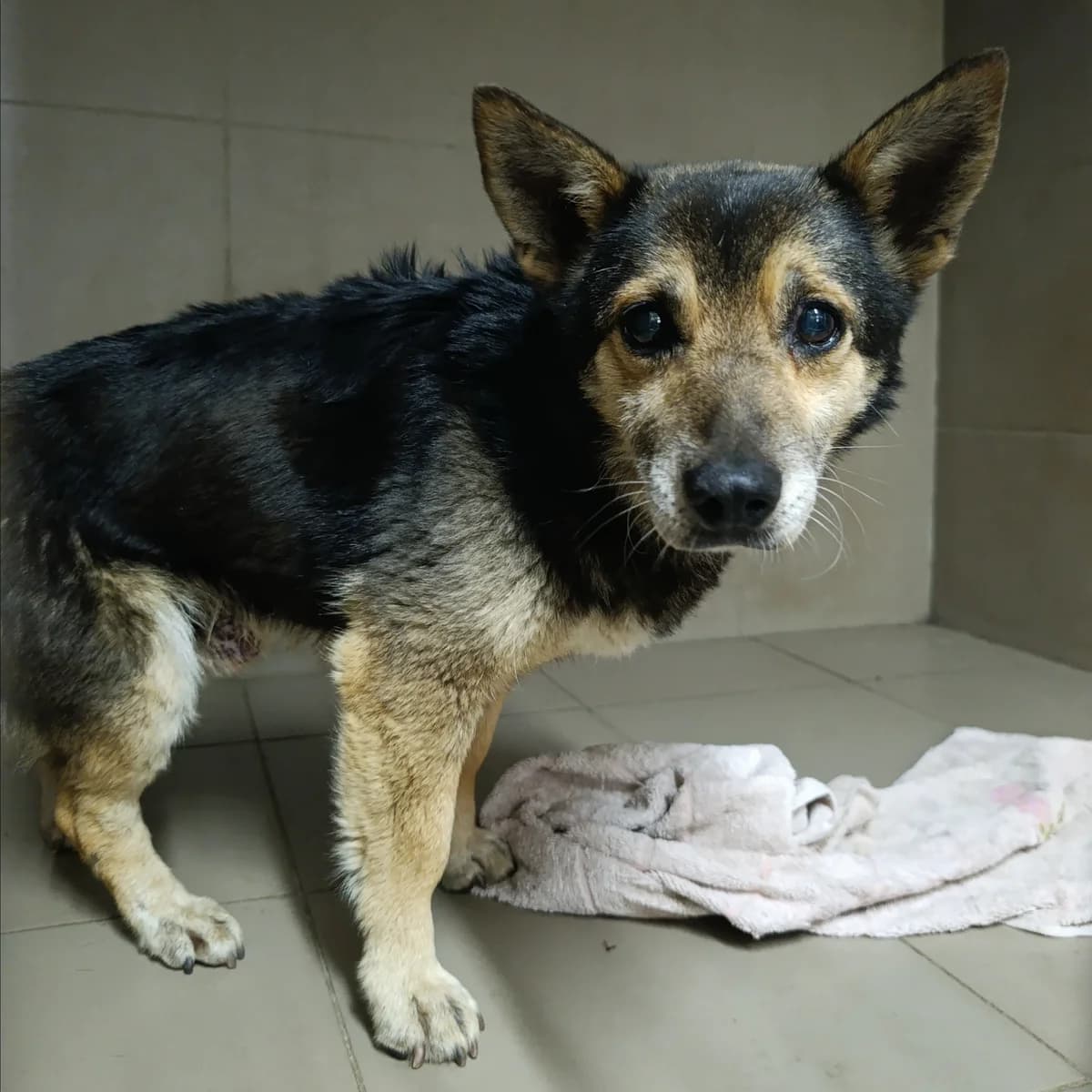 Lemurchik-109 (Лемурчик-109), male 6yo mixed breed for adoption at LKP Lev Lviv, Lviv