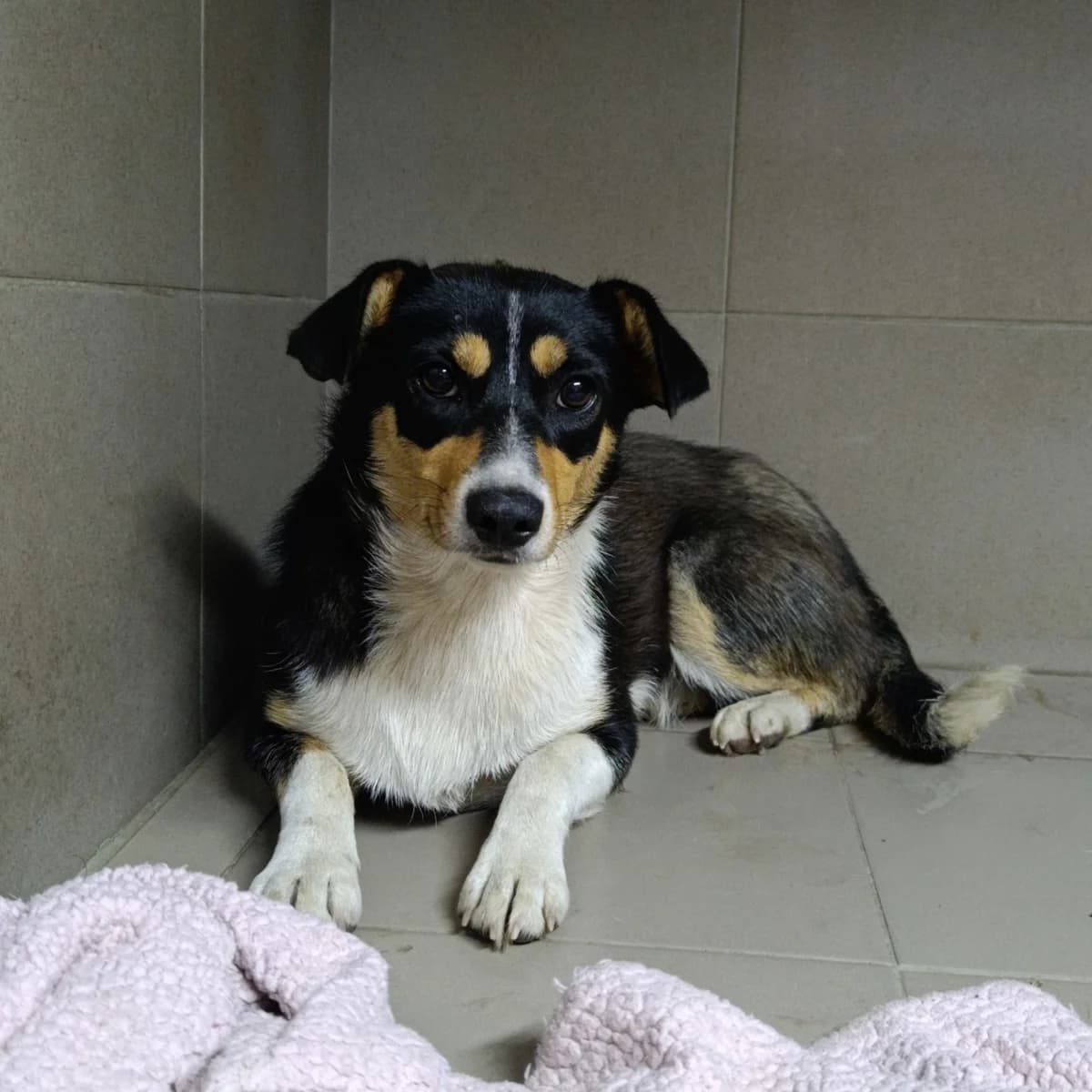Tviks-110 (Твікс-110), female young mixed breed for adoption at LKP Lev Lviv, Lviv