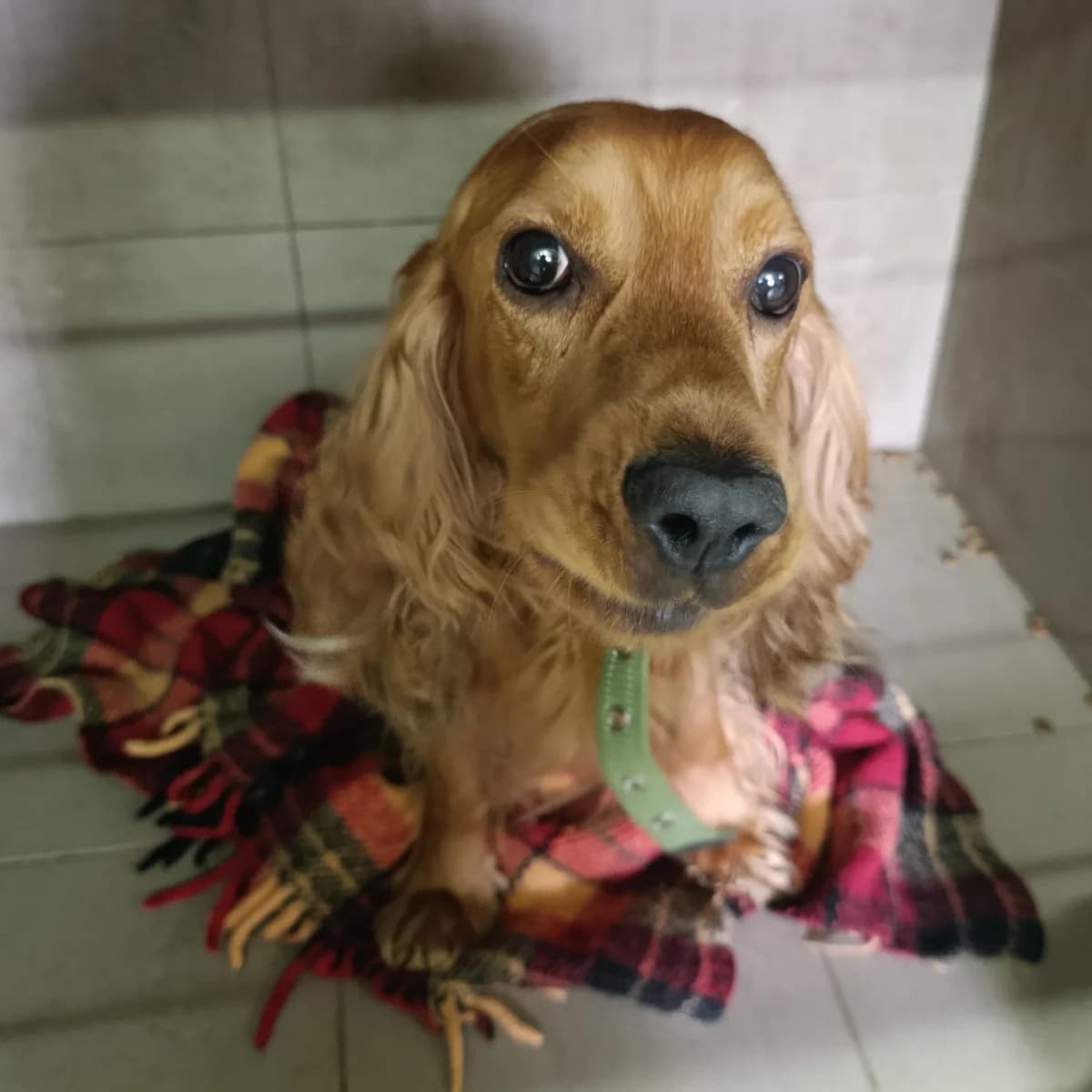 Spanielka-111 (Спаніелька-111), male 5yo mixed breed for adoption at LKP Lev Lviv, Lviv