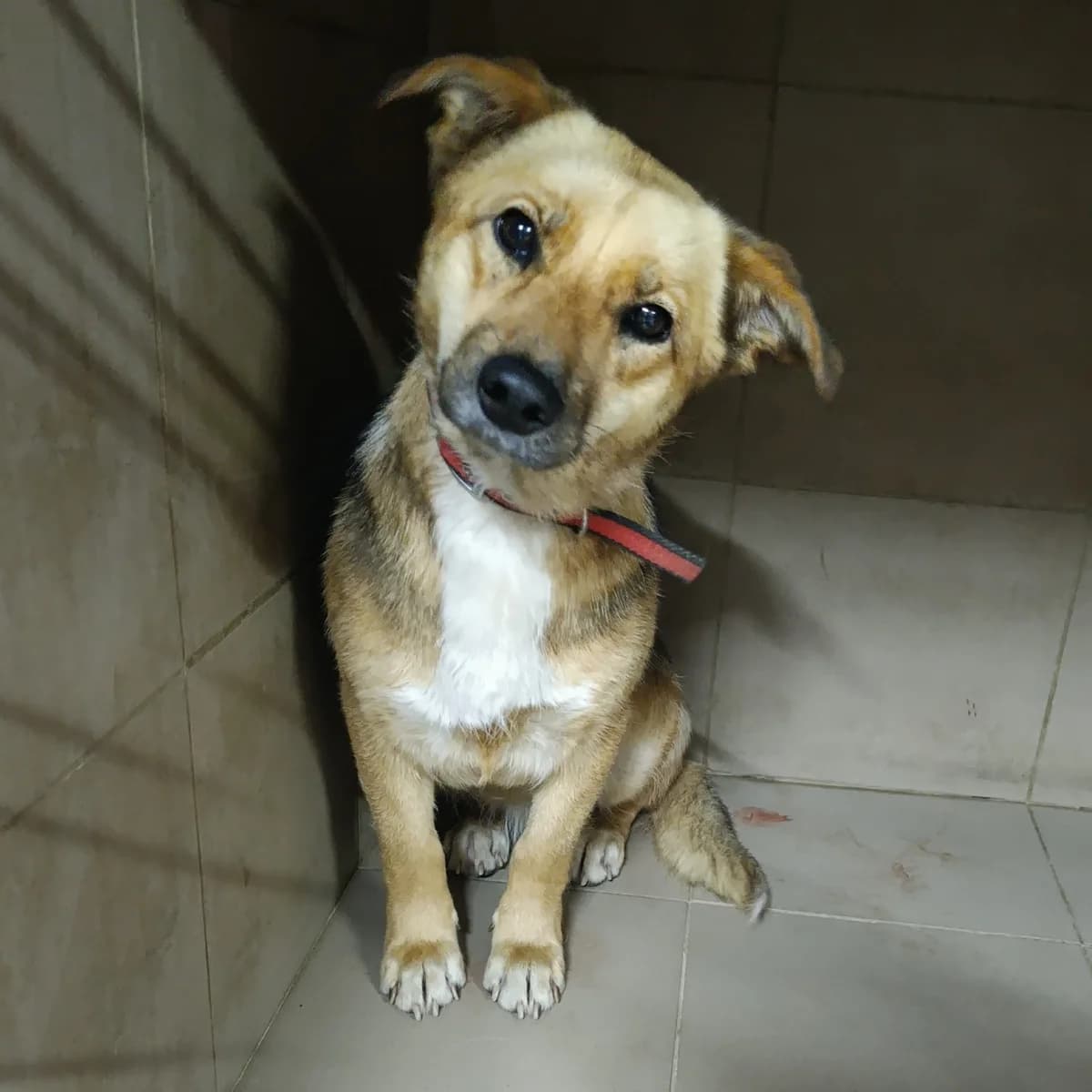 Baffi-112 (Баффі-112), female mixed breed for adoption at LKP Lev Lviv, Lviv