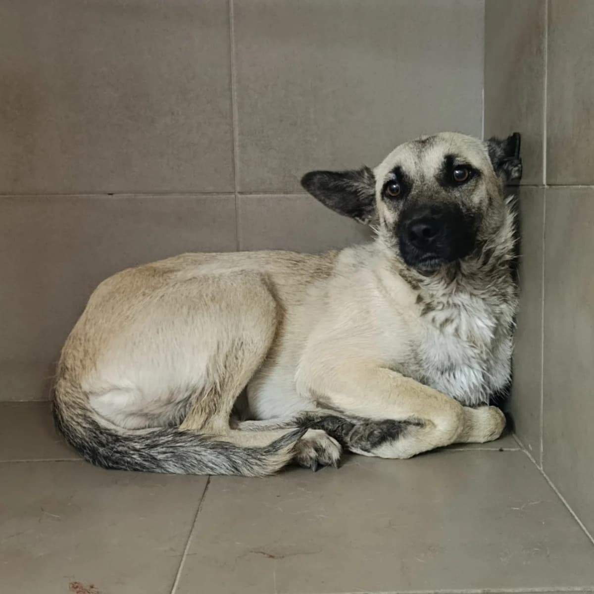 Sara-987 (Сара-987), female young mixed breed for adoption at LKP Lev Lviv, Lviv