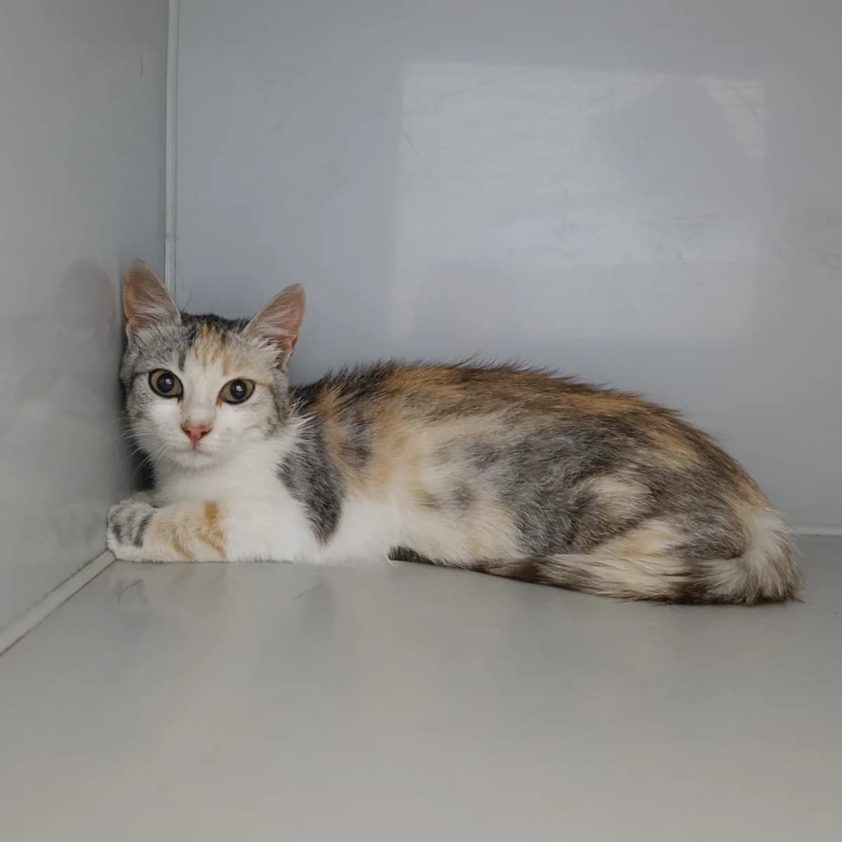 Kitsya-881 (Киця-881), female young mixed breed for adoption at LKP Lev Lviv, Lviv
