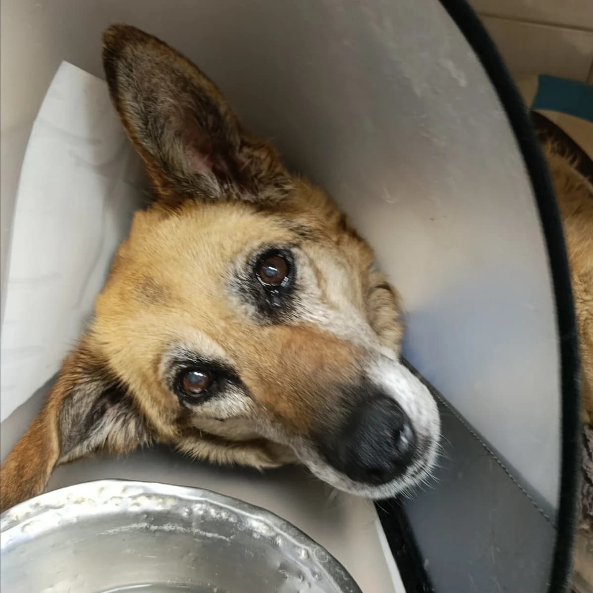 Bona-190 (Бона-190), female 7yo mixed breed for adoption at LKP Lev Lviv, Lviv