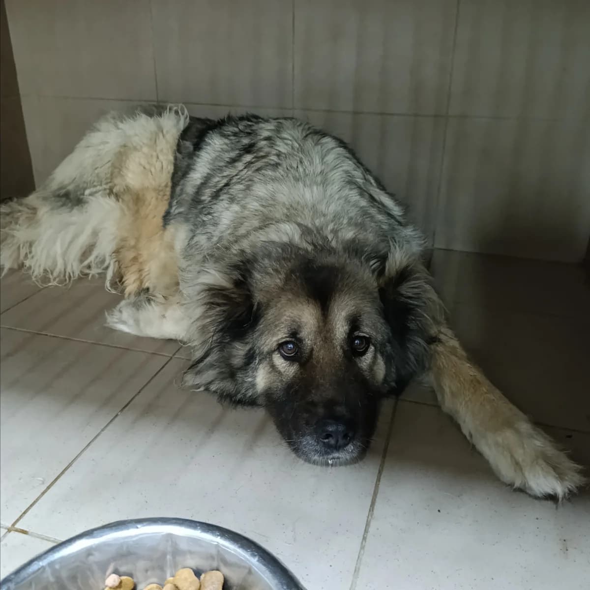 Valkiriya-024 (Валькірія-024), female 6yo mixed breed for adoption at LKP Lev Lviv, Lviv