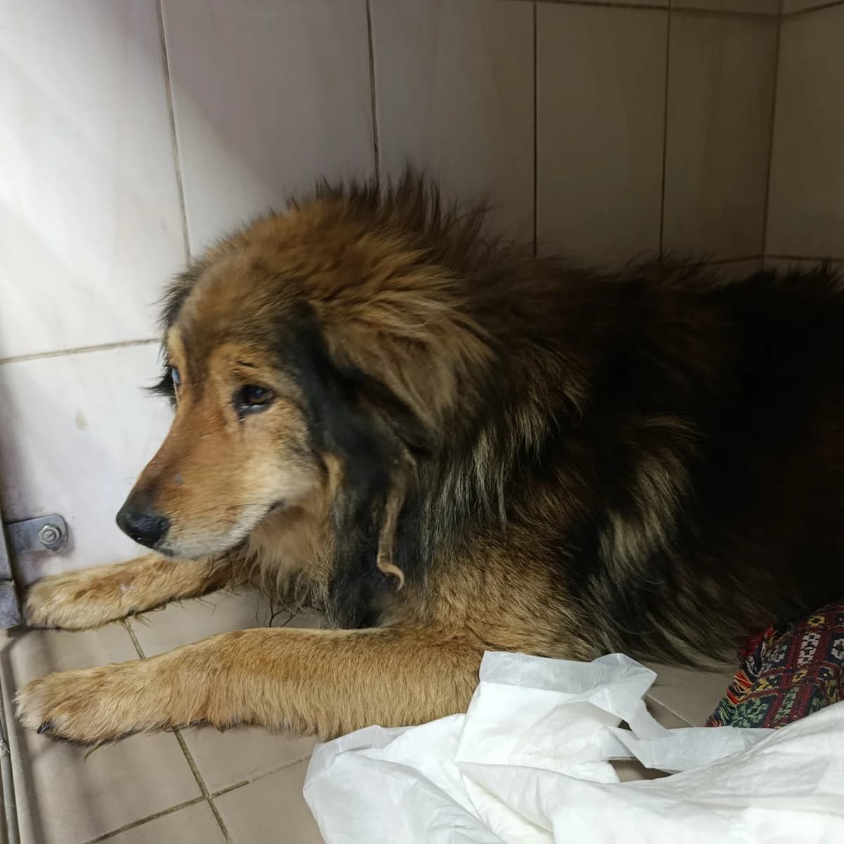 Rey-025 (Рей-025), male senior mixed breed for adoption at LKP Lev Lviv, Lviv