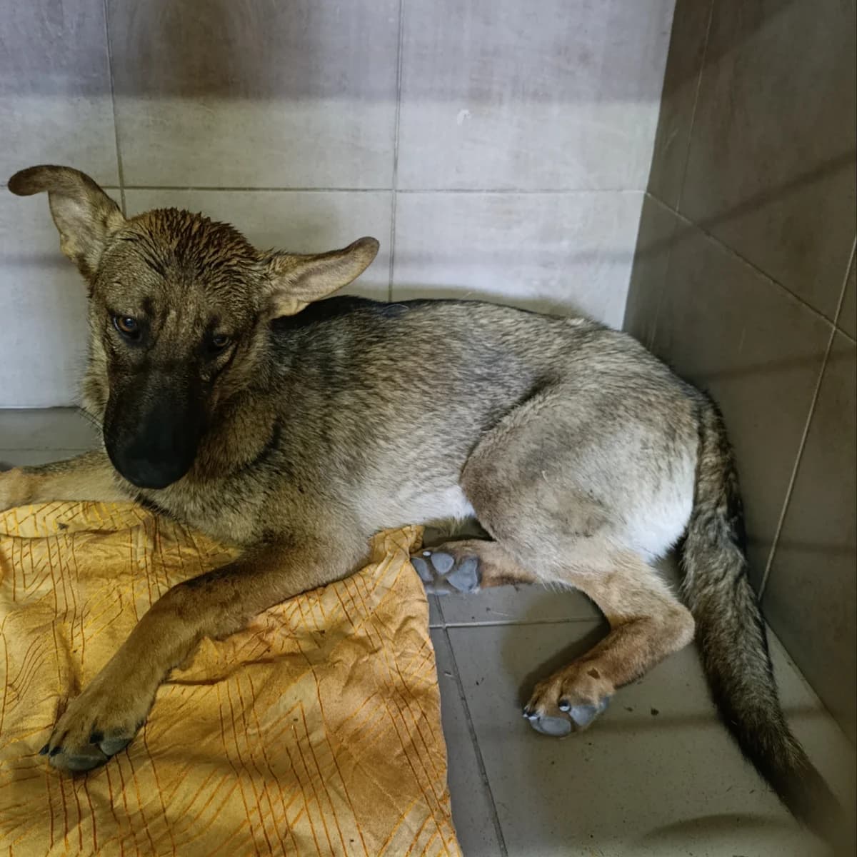 Rika-026 (Ріка-026), female young mixed breed for adoption at LKP Lev Lviv, Lviv