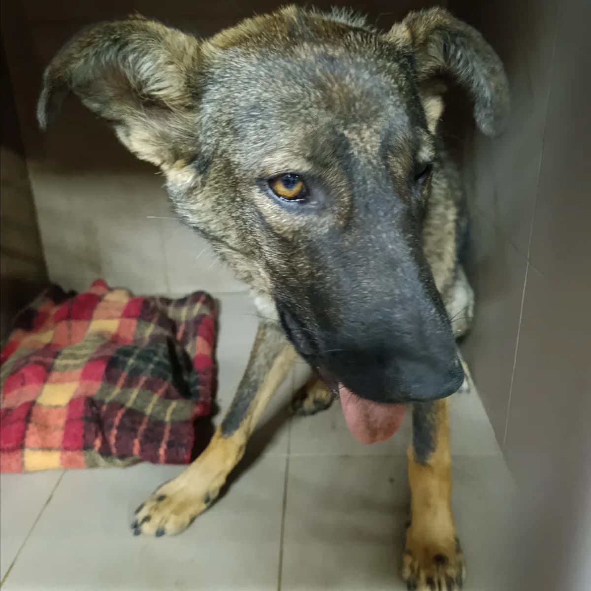 Erika-027 (Еріка-027), female young mixed breed for adoption at LKP Lev Lviv, Lviv